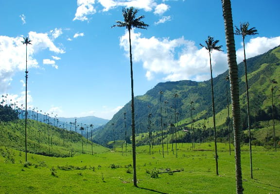 Valle del Cauca 