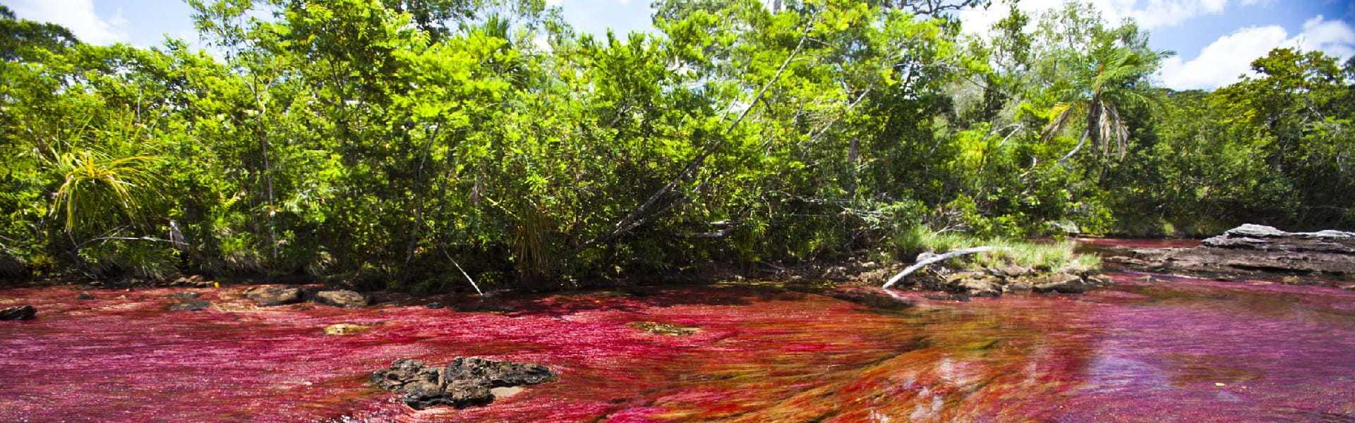 Caño Cristales