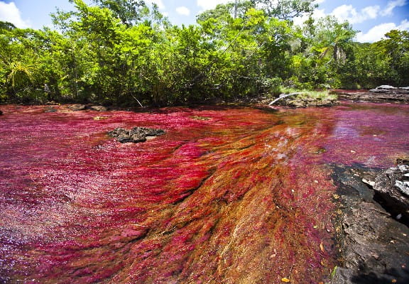 Caño Cristales