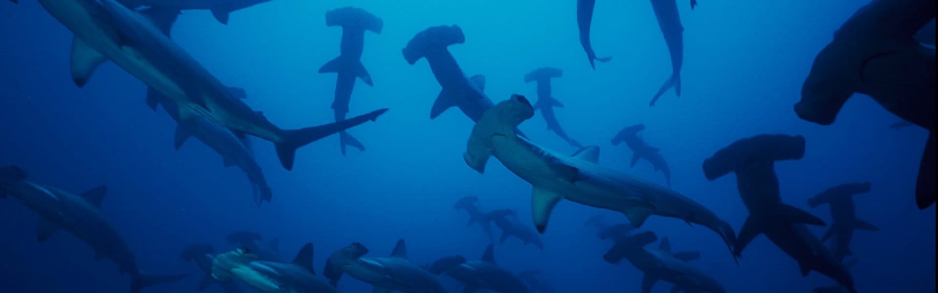 Malpelo