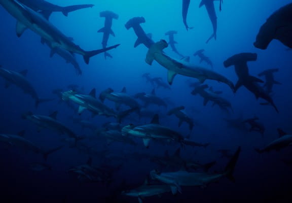 Malpelo