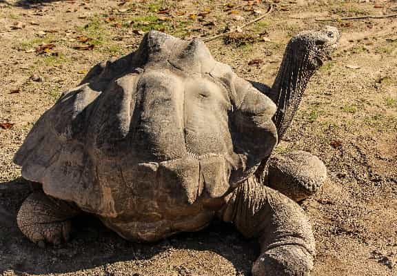 Galápagos