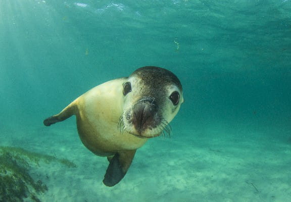 Buceo en Galápagos