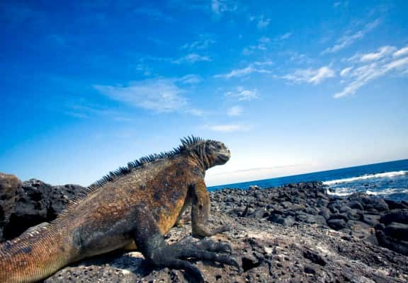 Galápagos: Buceo e Islas