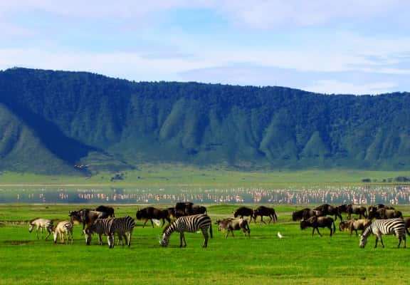 Ngorongoro